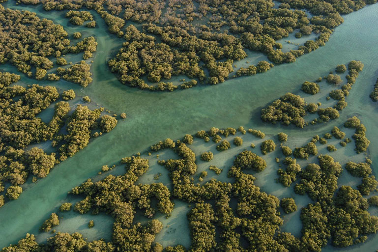 Mangrove Kayaking Abu Dhabi