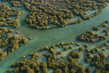 Mangrove Kayaking Abu Dhabi