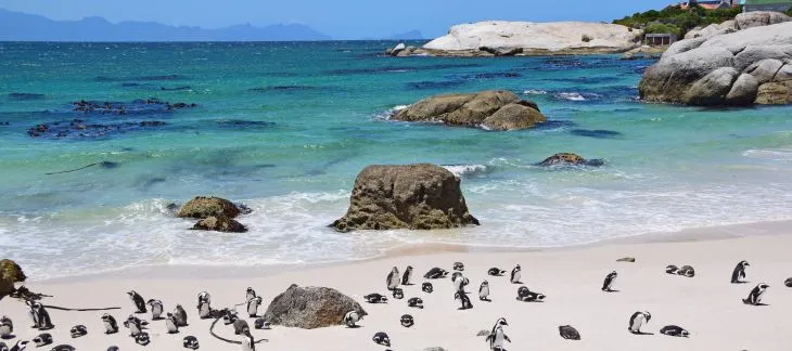 See South Africa’s Penguins