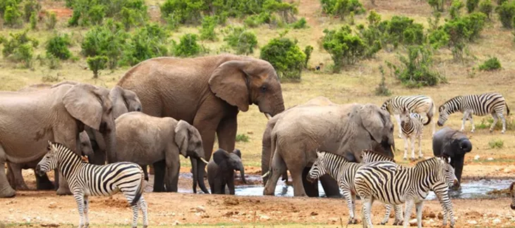 Addo Elephant National Park