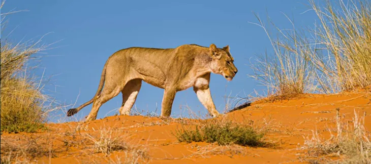 Kgalagadi Transfrontier Park