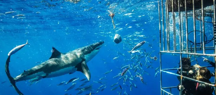 Cage Diving with Great White Sharks