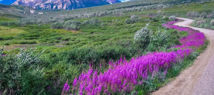 Snow-capped peaks and wilderness landscape in Denali National Park