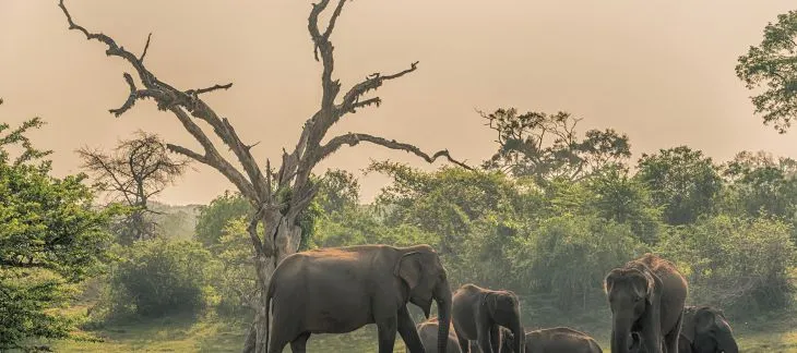 Explore Addo Elephant National Park