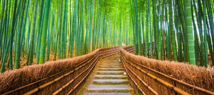 Explore Kyoto Bamboo Forest