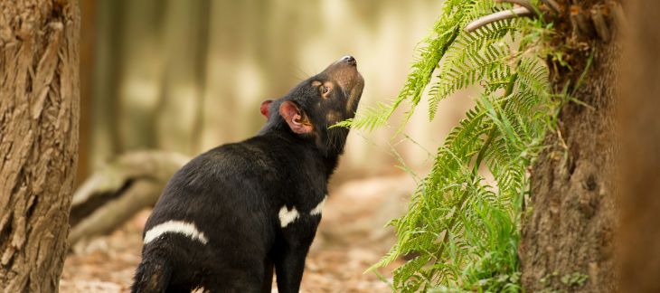 Explore Tasmanian Wilderness