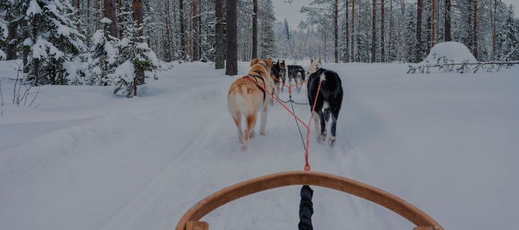 Go for a Dog Sled Ride