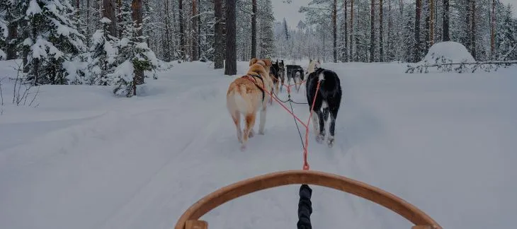 Go for a Dog Sled Ride