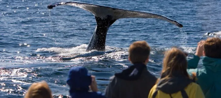 Go Whale Watching in Hermanus