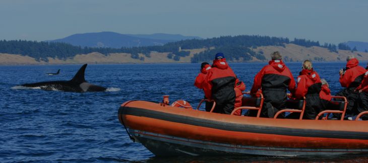 Go Whale Watching