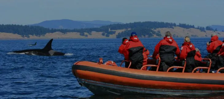Go Whale Watching