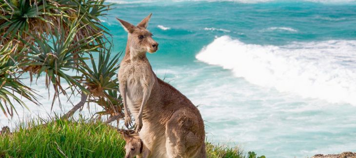 Head to the Kangaroo Island