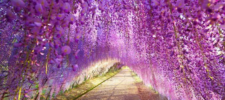 Explore Kawachi Wisteria Garden