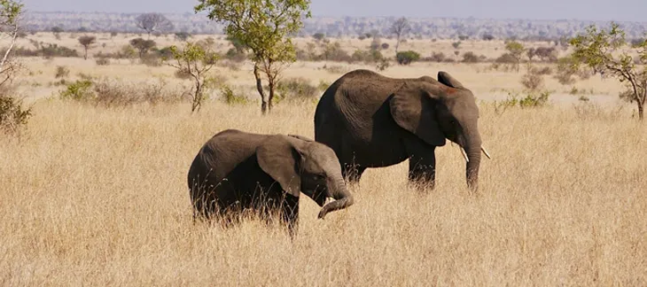 Safari jeep spotting elephants in Kruger National Park