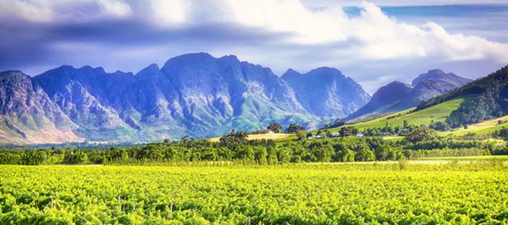 Vineyards and Cape Dutch architecture in Stellenbosch wine country
