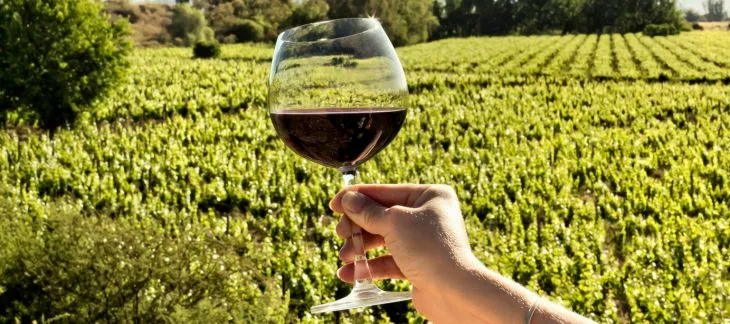 Raise a Toast on a Winelands Tour
