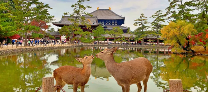 Nara Park