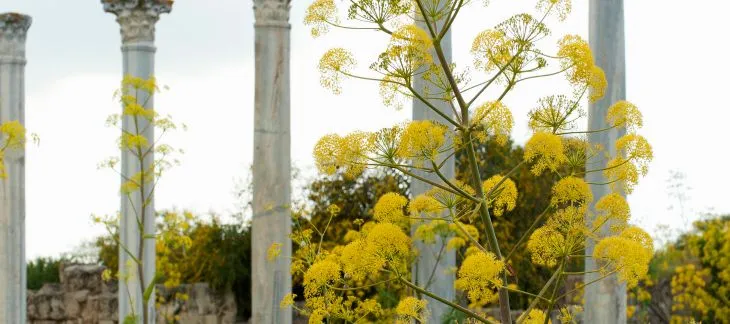 Ancient Greek and Roman ruins at the Salamis archaeological site