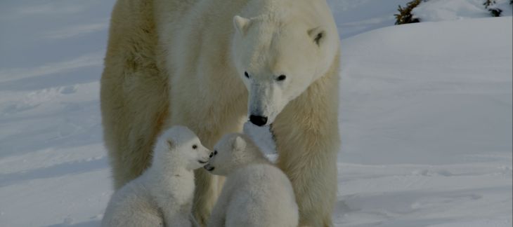 See Polar Bears in the Wild