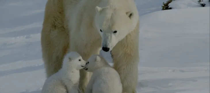 See Polar Bears in the Wild