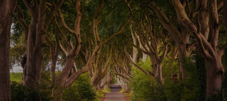 Mysterious tree-lined avenue known as The Dark Hedges in County Antrim