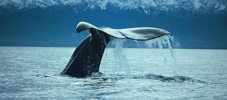Boat Tour to Watch Whales in Kaikoura