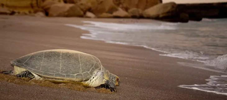 Watch turtles hatching at Ras Al Jinz