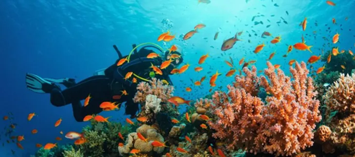 Scuba Diving