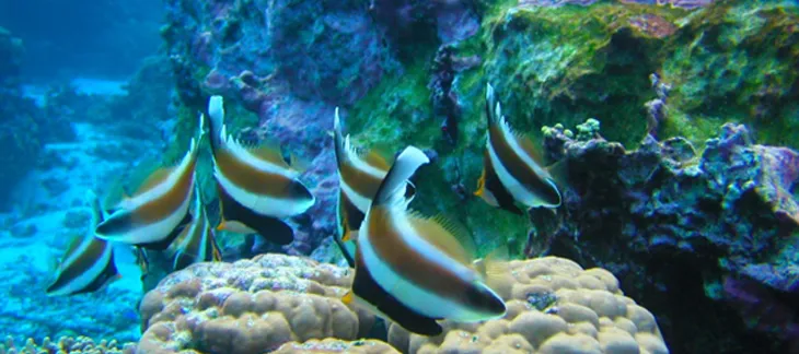 Snorkeling