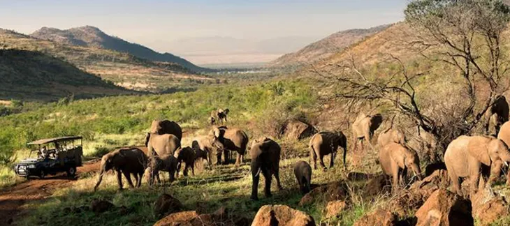 Safari jeep spotting zebras in the grasslands of Pilanesberg National Park