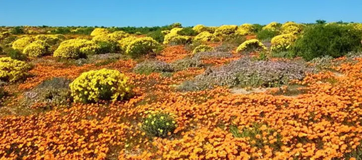 Vibrant wildflowers carpeting the arid landscape of Namaqualand during spring