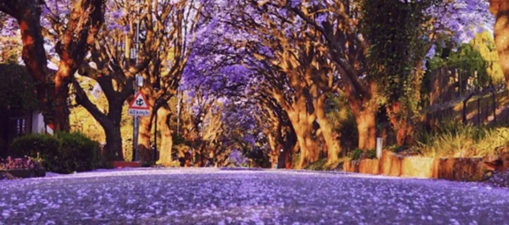Jacaranda trees in full bloom lining the streets of Pretoria during spring