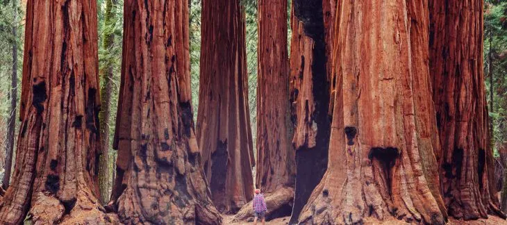 Visit Redwood National Park, CA
