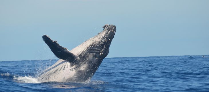 Whale Watching