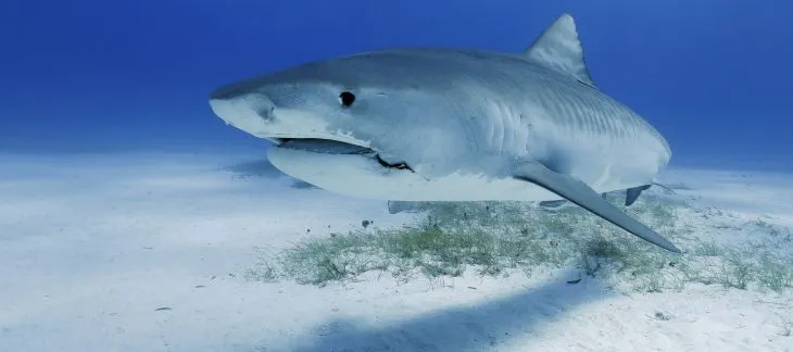 Swim with White Sharks