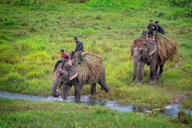 Chitwan National Park