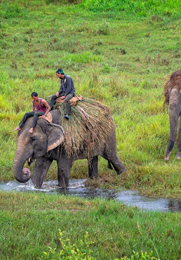 Chitwan National Park