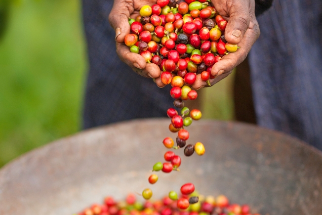 Arooha guest enjoying handful of fair trade coffee in Kenya