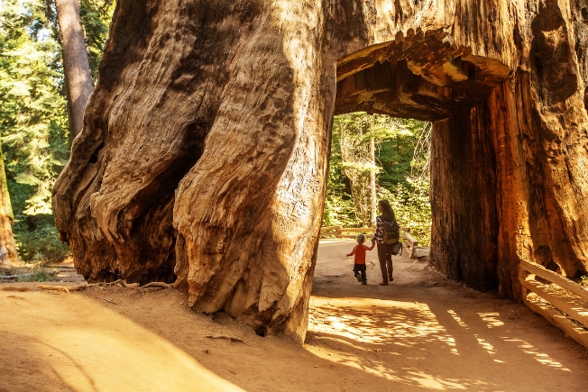 Arooha guest mother with toddler visiting Yosemite national park in California
