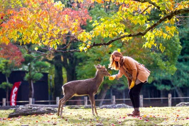 Arooha guest petting deer at Nara Park in Japan