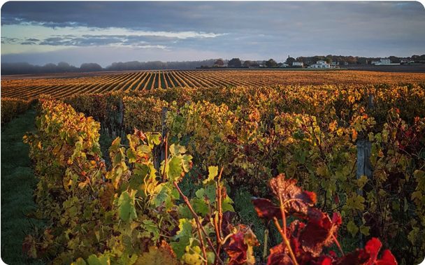 Tours Vineyards in France 