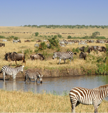 Embark on a Traditional Safari in Maasai Mara