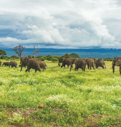 Gaze at Mount Kilimanjaro from Amboseli National Park