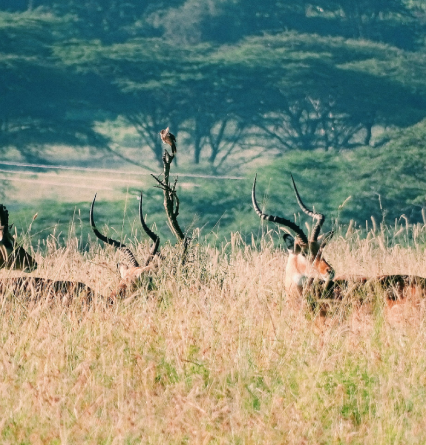 Nairobi Wildlife & Culture