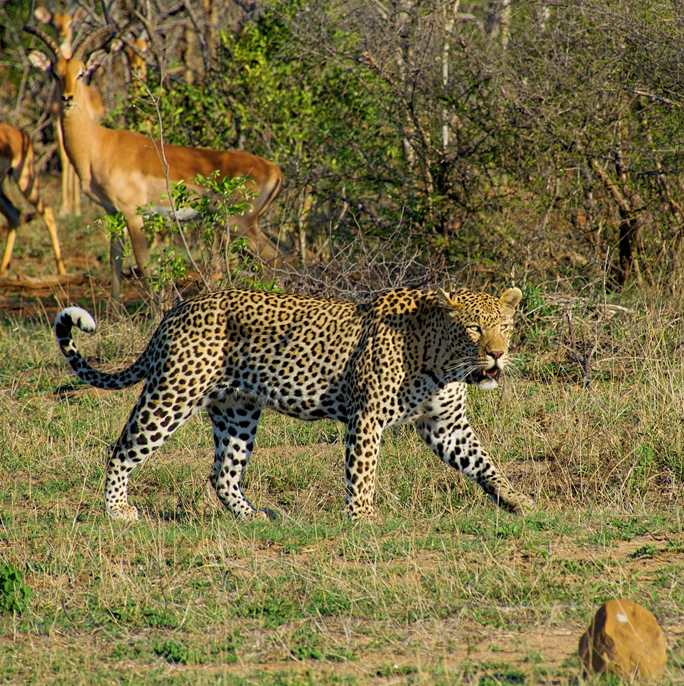Safari Experience