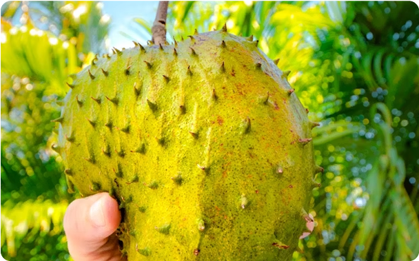 Srilanka -  Try Local Fruits like Woodapple and Soursop 