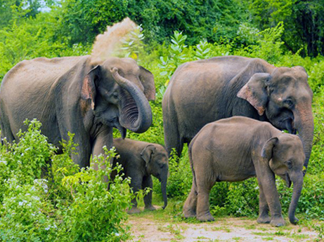 Srinlanka Winter Tour(4N-3D)
