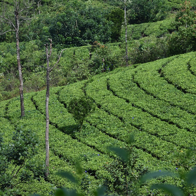 Stroll Along the Tea Gardens