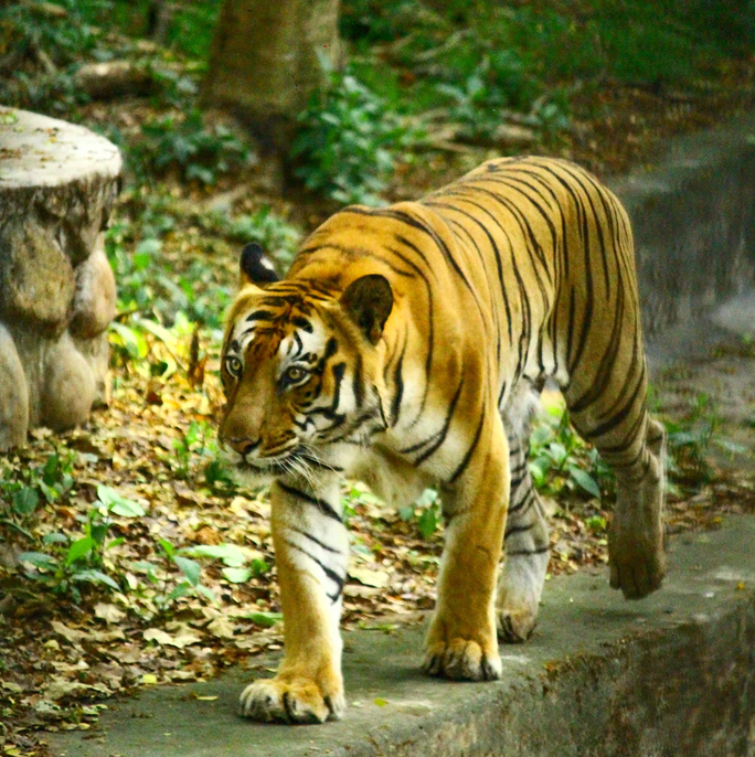 Wildlife Encounters