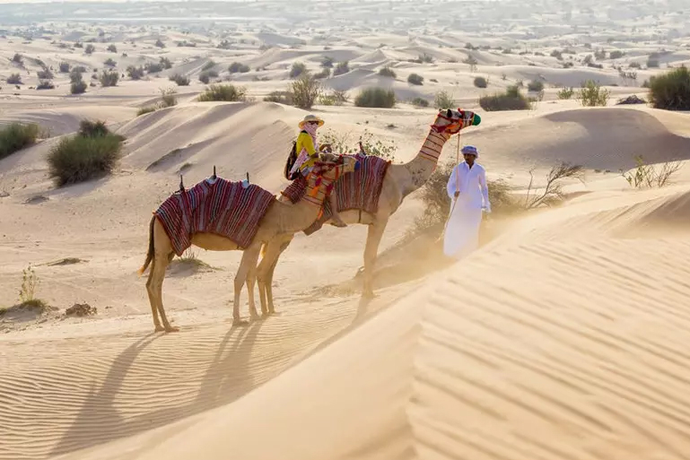 Camel Safari in Dubai